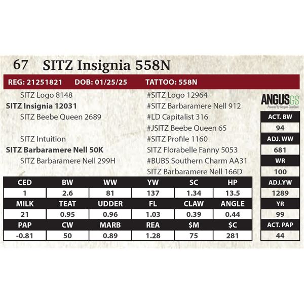 SITZ Insignia 558N