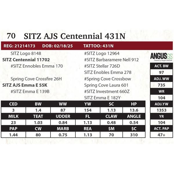 SITZ Ajs Centennial 431N