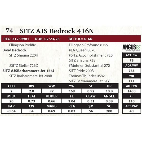 SITZ AJS Bedrock 416N