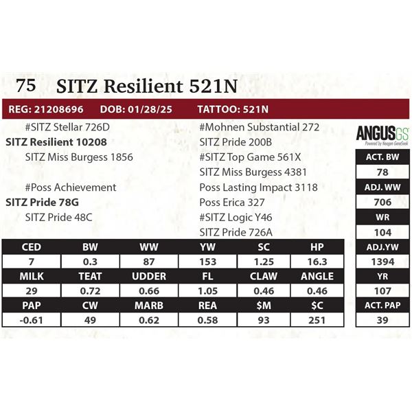 SITZ Resilient 521N