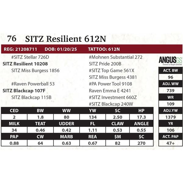 SITZ Resilient 612N