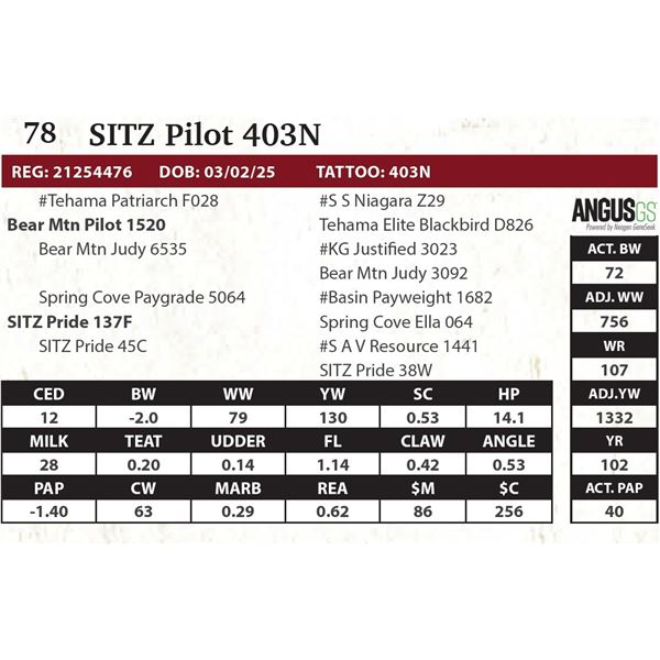 SITZ Pilot 403N