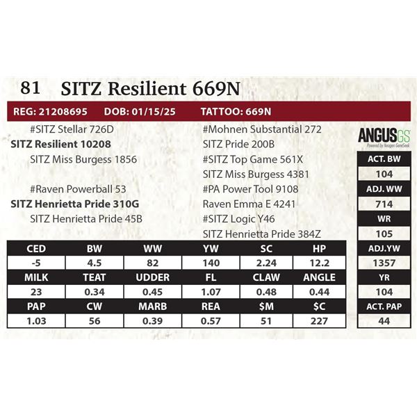 SITZ Resilient 669N