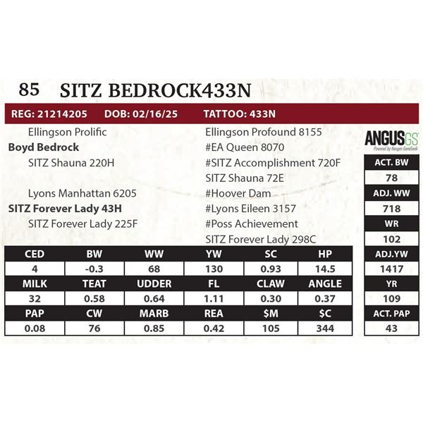 SITZ BEDROCK433N