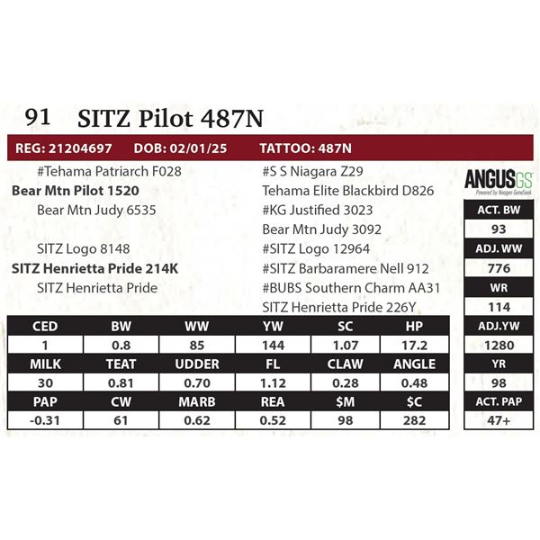 SITZ Pilot 487N
