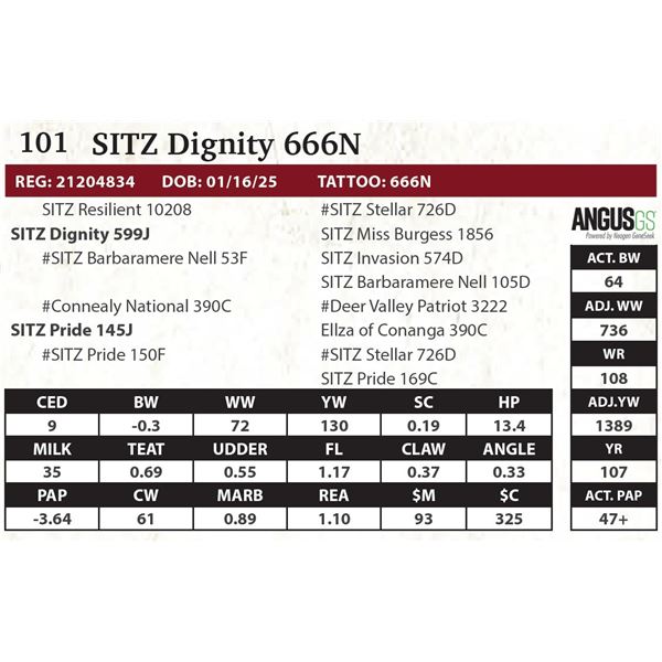 SITZ Dignity 666N