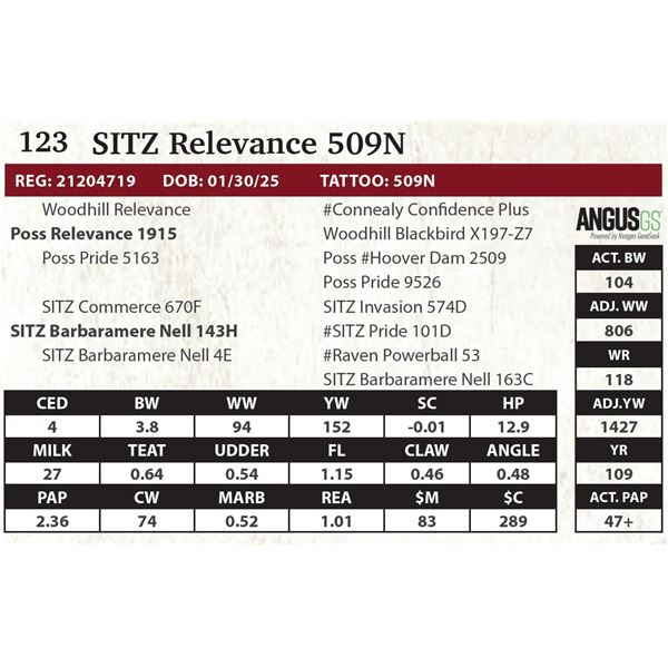 SITZ Relevance 509N