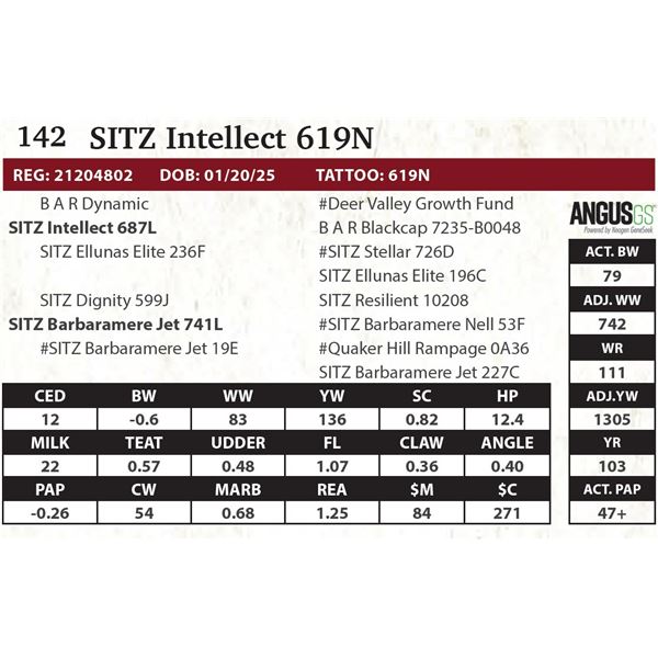 SITZ Intellect 619N