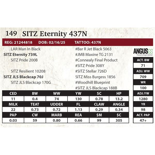 SITZ Eternity 437N