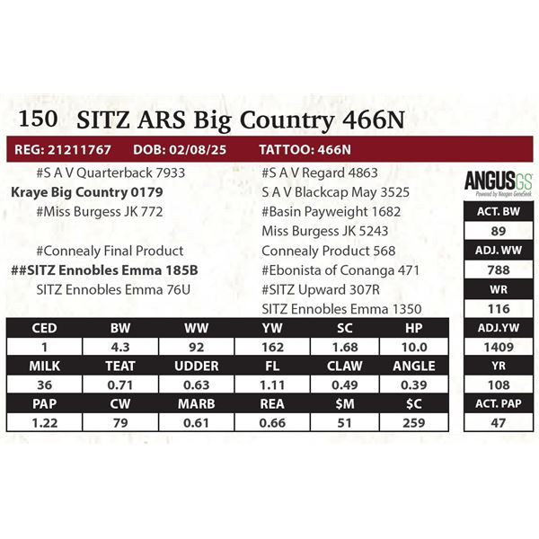 SITZ Ars Big Country 466N