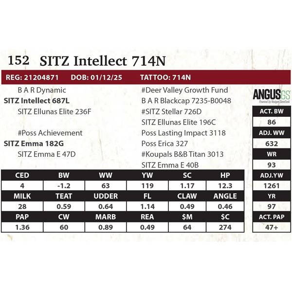 SITZ Intellect 714N