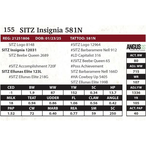 SITZ Insignia 581N