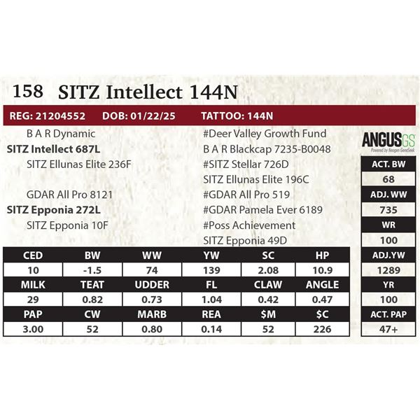 SITZ Intellect 144N