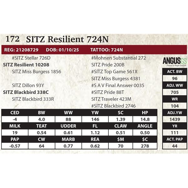 SITZ Resilient 724N