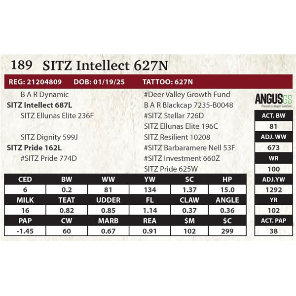 SITZ Intellect 627N