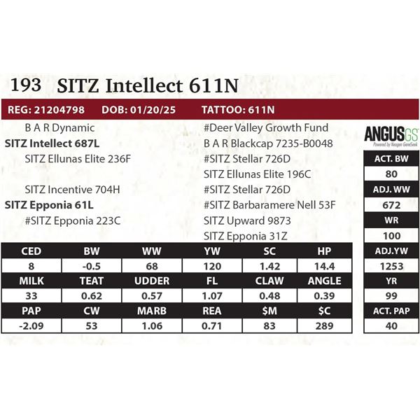 SITZ Intellect 611N