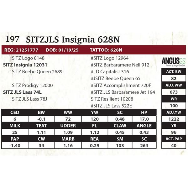 SITZJLS Insignia 628N