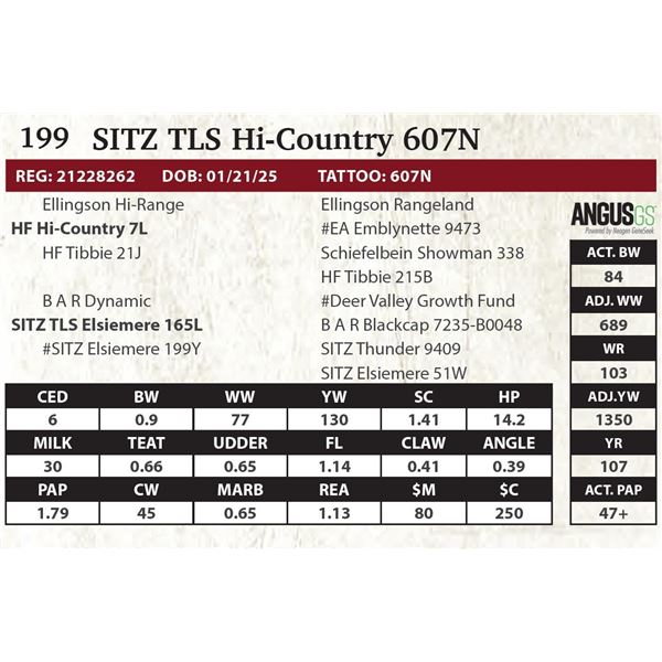 SITZ TLS Hi-Country 607N