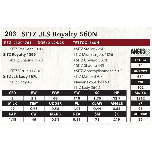 SITZ JLS Royalty 560N