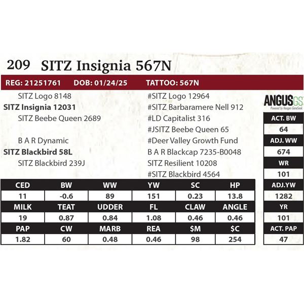 SITZ Insignia 567N