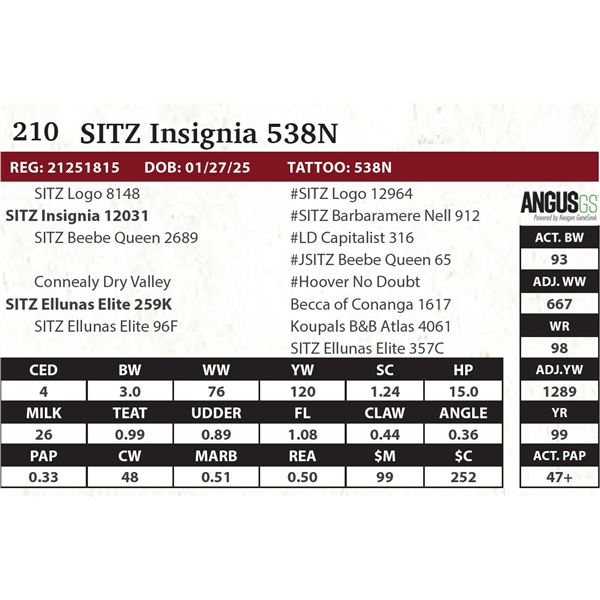 SITZ Insignia 538N