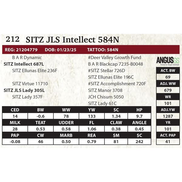 SITZ JLS Intellect 584N