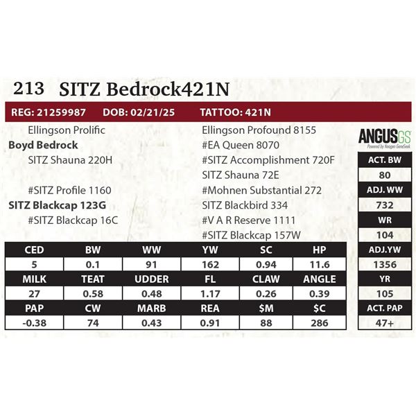 SITZ Bedrock421N
