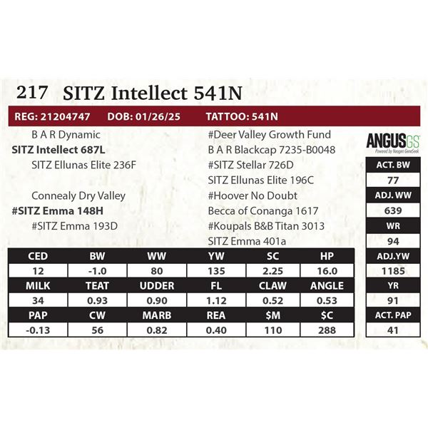 SITZ Intellect 541N
