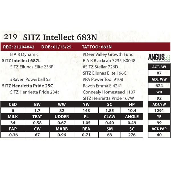 SITZ Intellect 683N