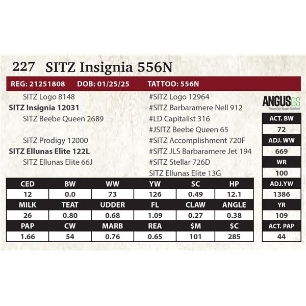 SITZ Insignia 556N