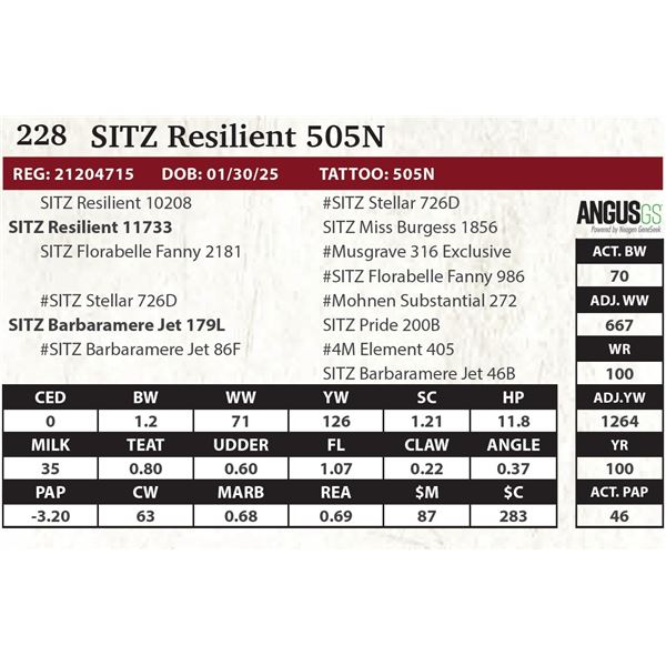 SITZ Resilient 505N