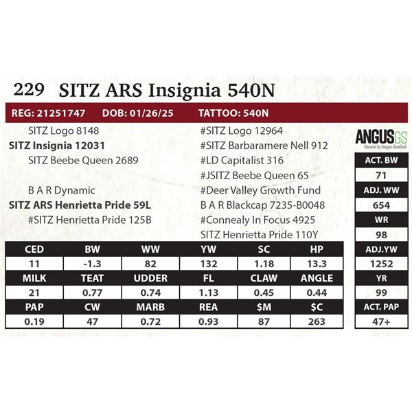 SITZ ARS Insignia 540N