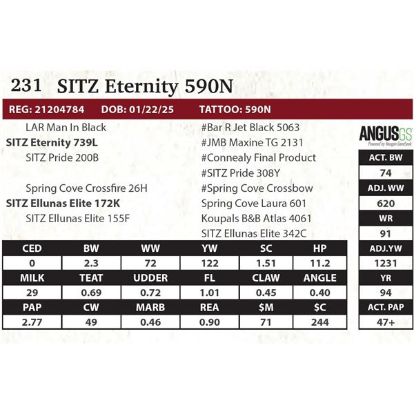 SITZ Eternity 590N
