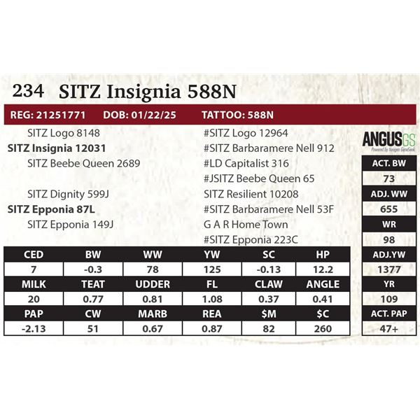 SITZ Insignia 588N