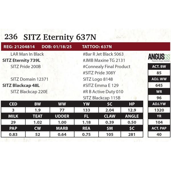 SITZ Eternity 637N
