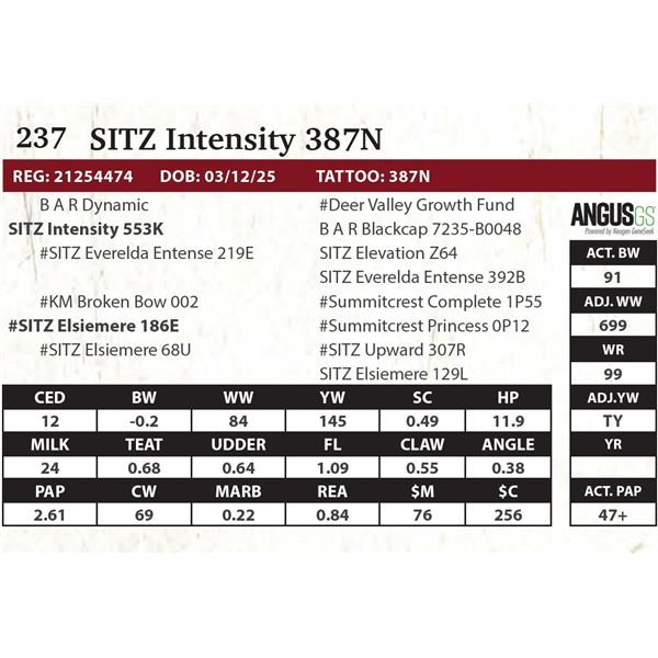 SITZ Intensity 387N
