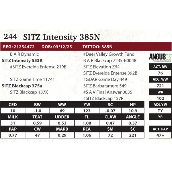 SITZ Intensity 385N