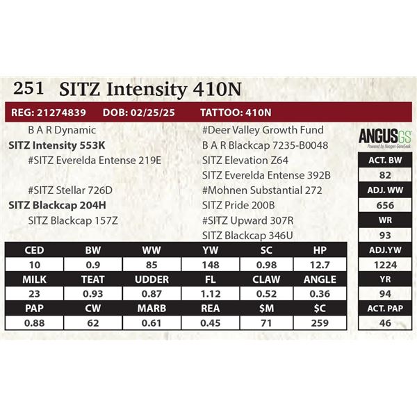 SITZ Intensity 410N