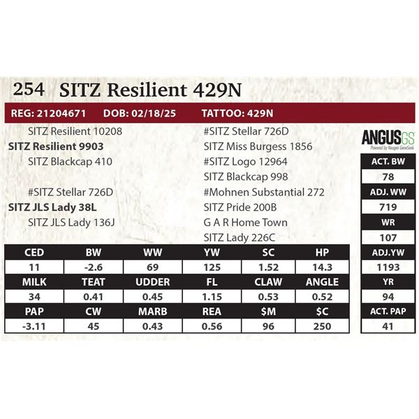 SITZ Resilient 429N