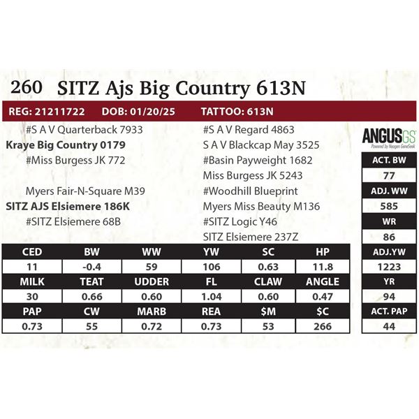 SITZ Ajs Big Country 613N