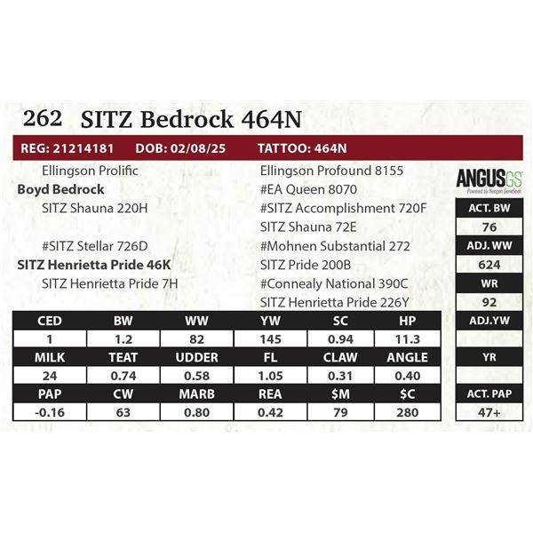 SITZ Bedrock 464N