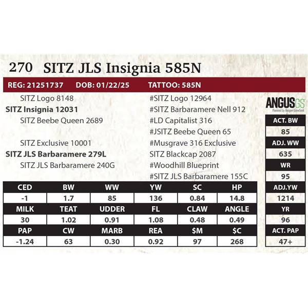 SITZ JLS Insignia 585N