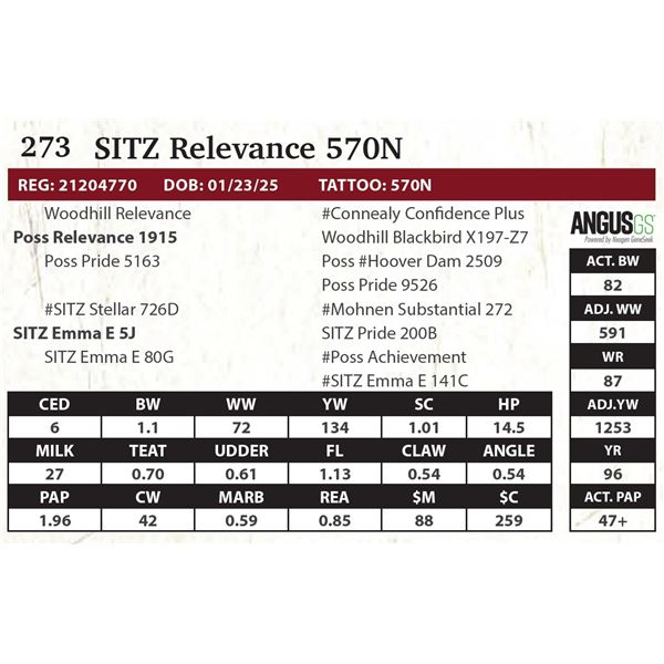 SITZ Relevance 570N