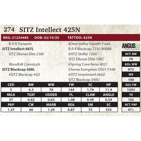 SITZ Intellect 425N