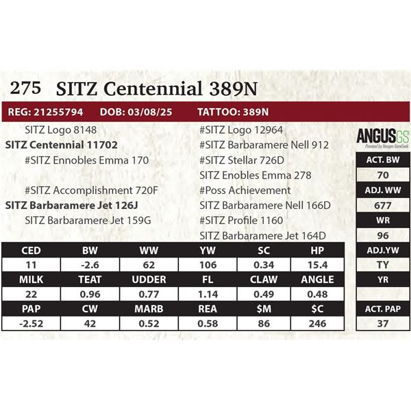 SITZ Centennial 389N