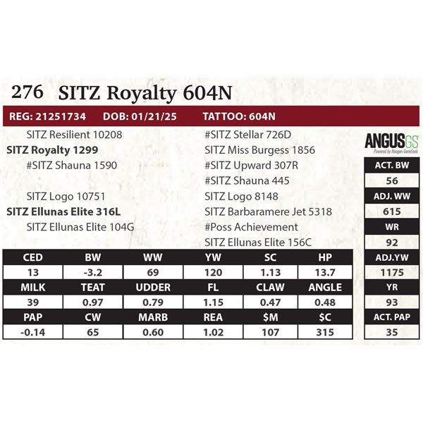 SITZ Royalty 604N