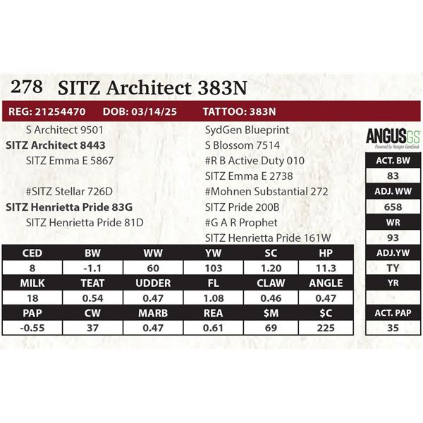 SITZ Architect 383N