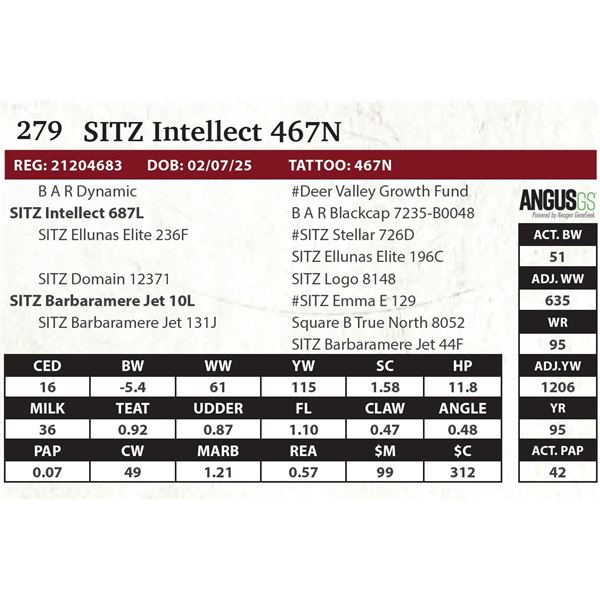 SITZ Intellect 467N