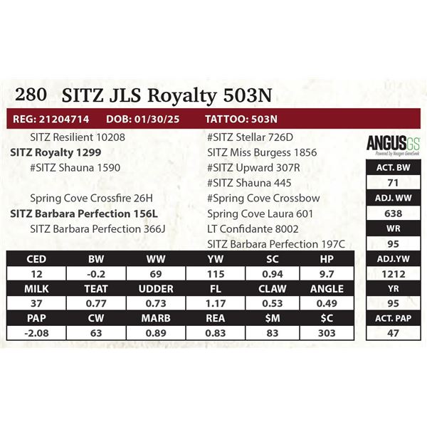 SITZ JLS Royalty 503N