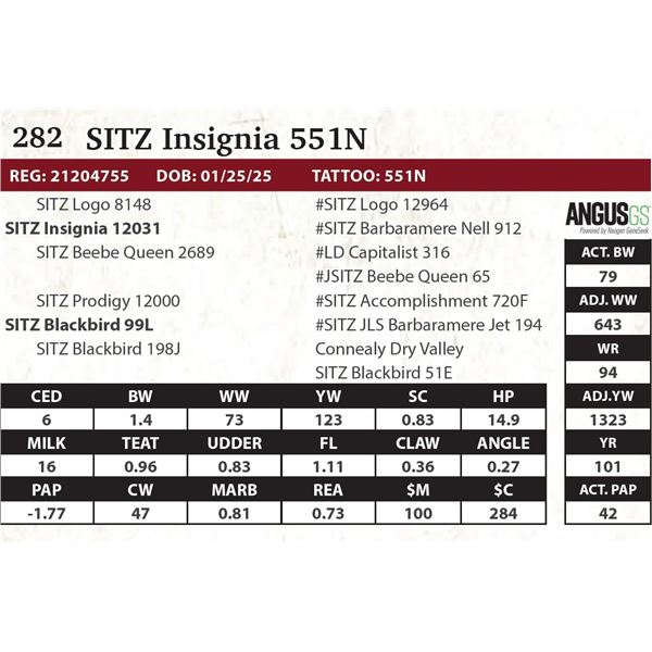 SITZ Insignia 551N